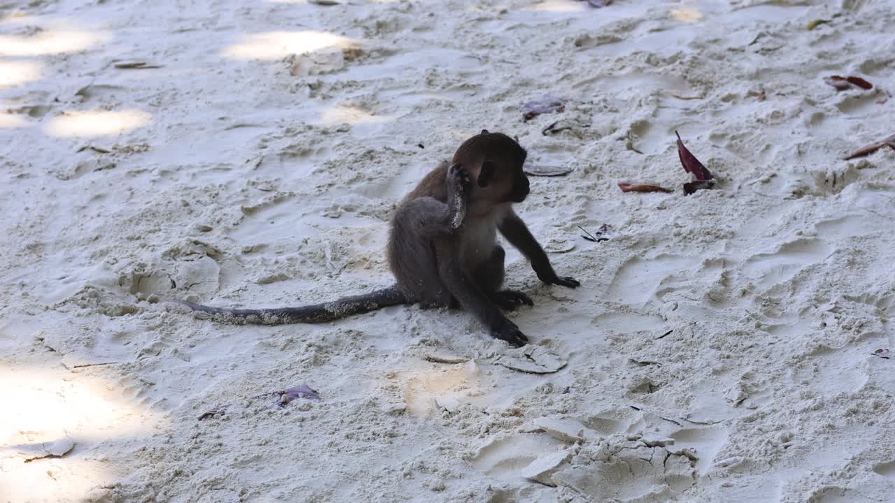 探索沙地的猴子视频素材