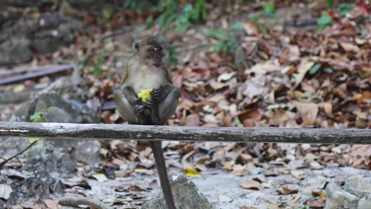 猴子在森林地上吃水果视频素材