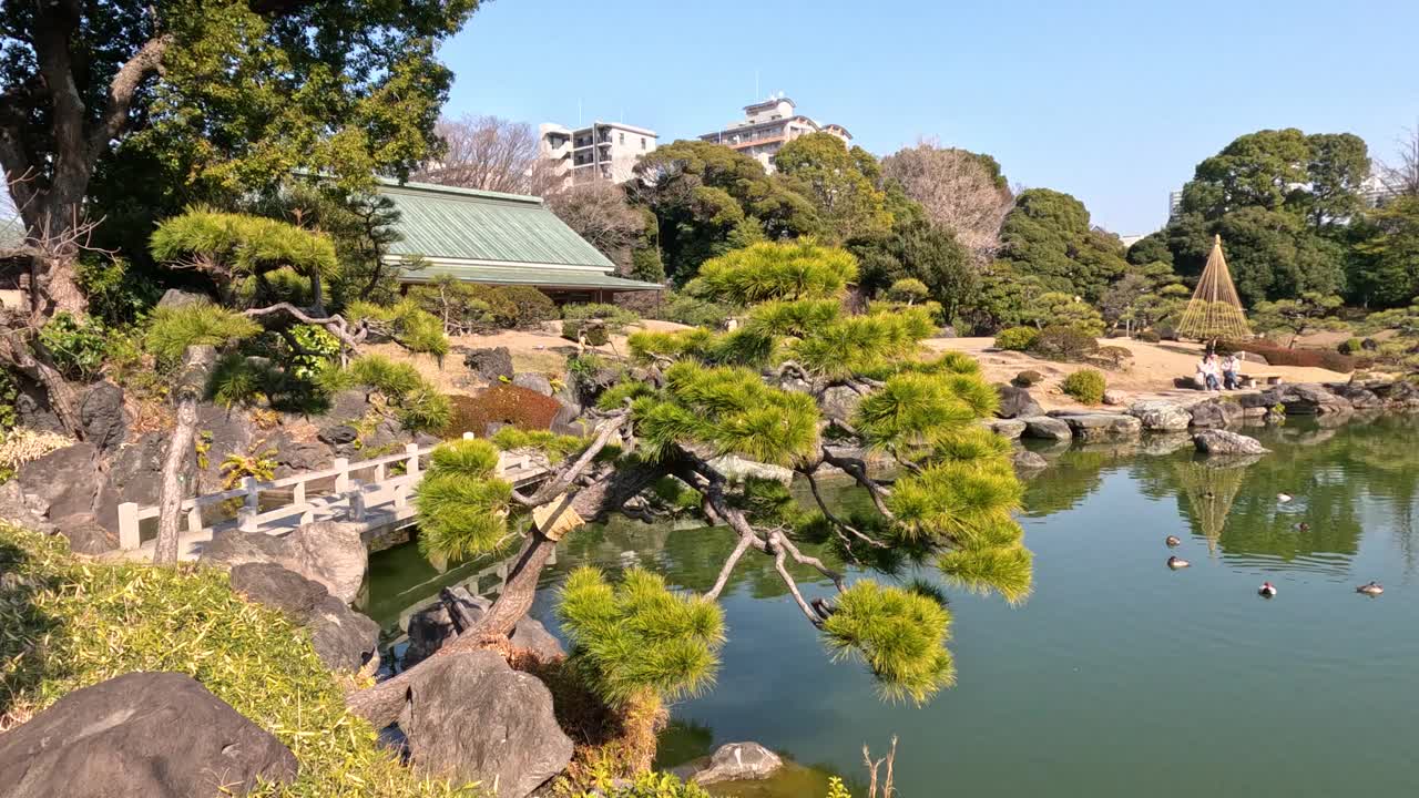 城市公园的宁静池塘视频素材