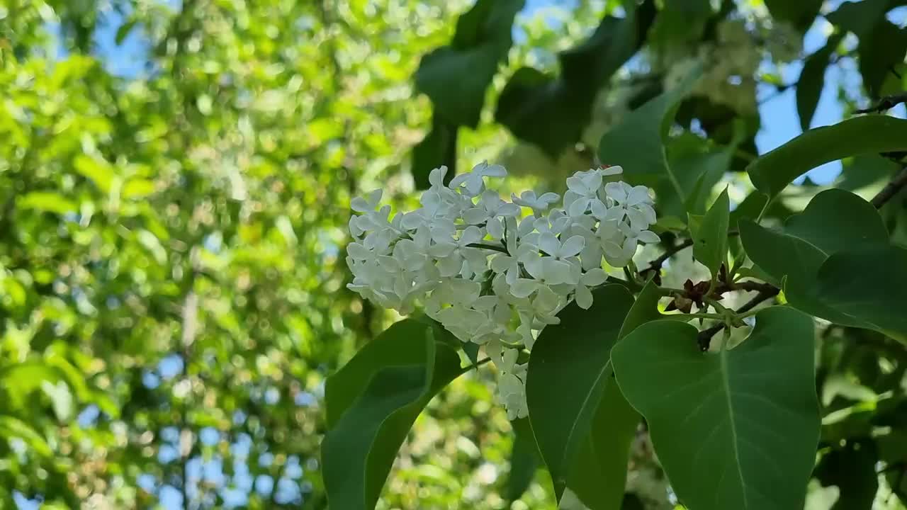 花园里树枝上的白色丁香花视频素材