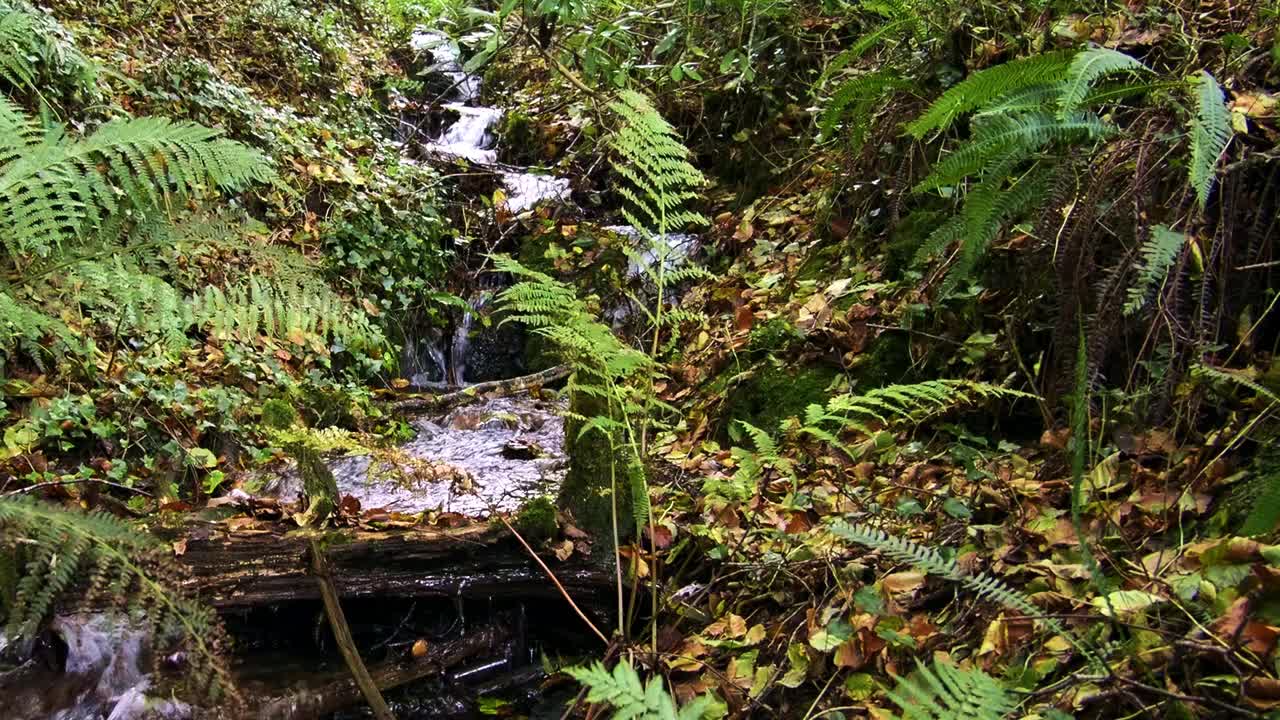 一条林中小溪流经茂密的绿色植被。缓慢的运动。平移视频素材