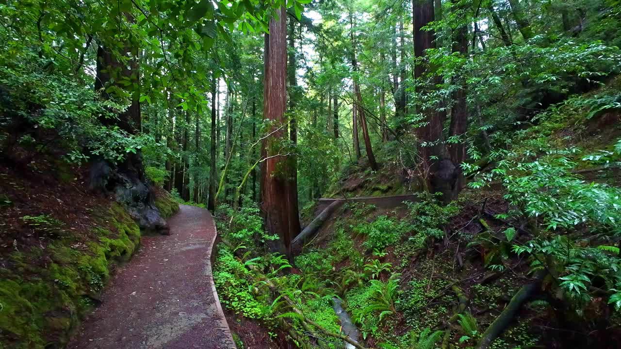 缪尔森林国家纪念碑徒步小径穿过风景秀丽的老红杉视频素材