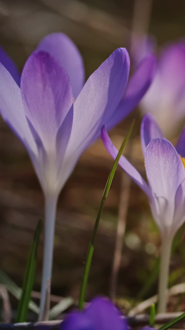 春花开花的番红花视频素材