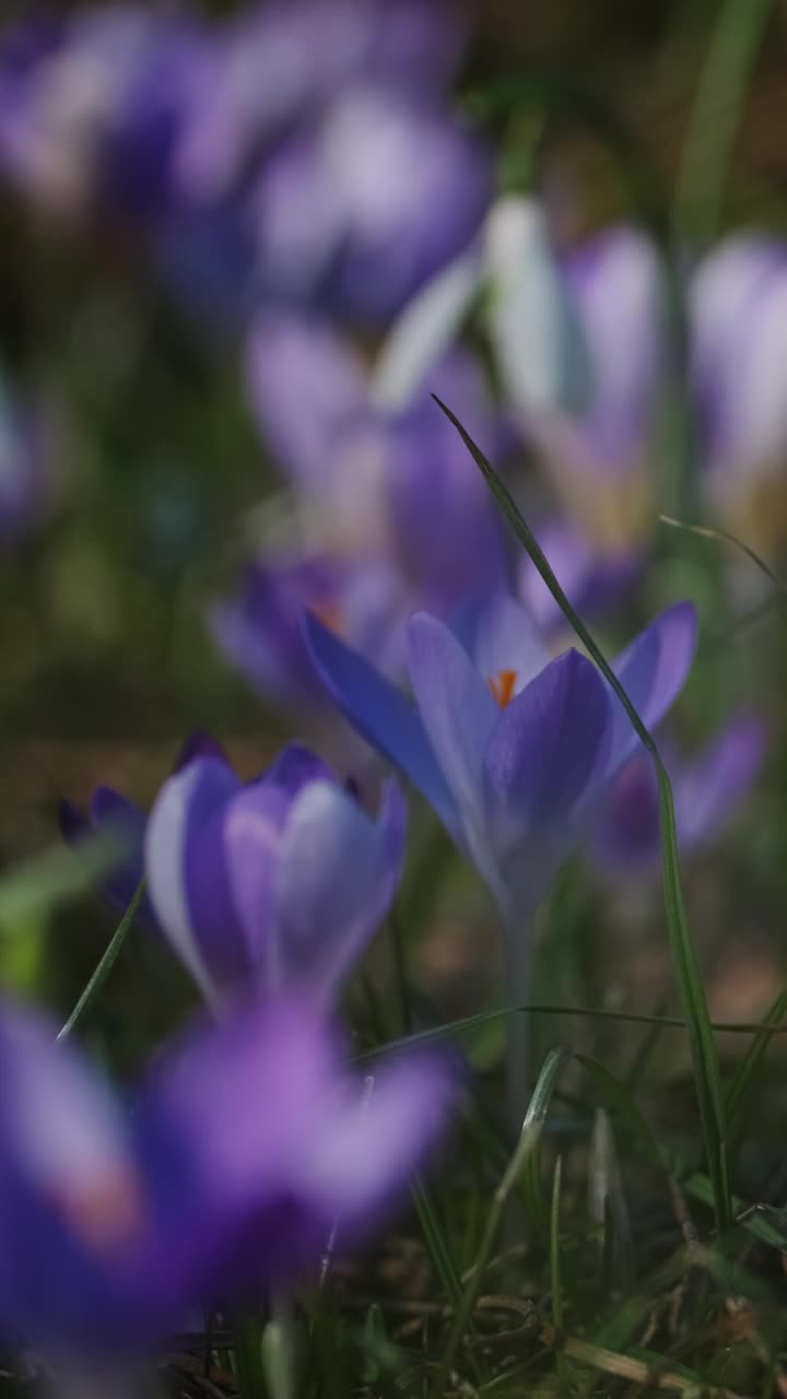 春花开花的番红花视频素材