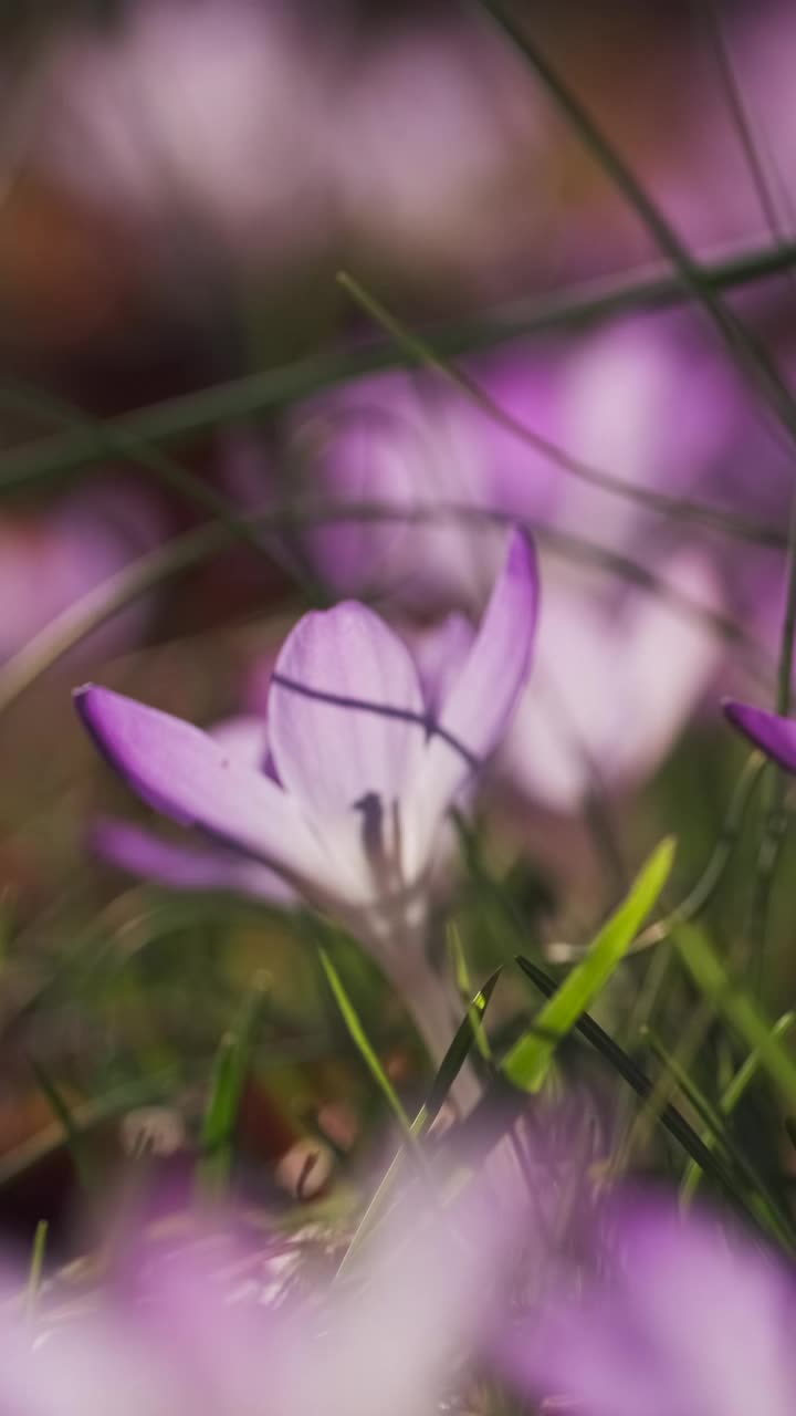 春花开花的番红花视频素材