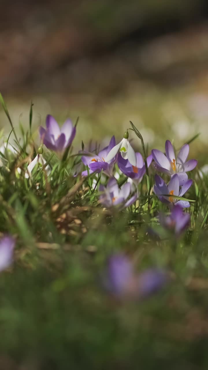 春花开花的番红花视频素材