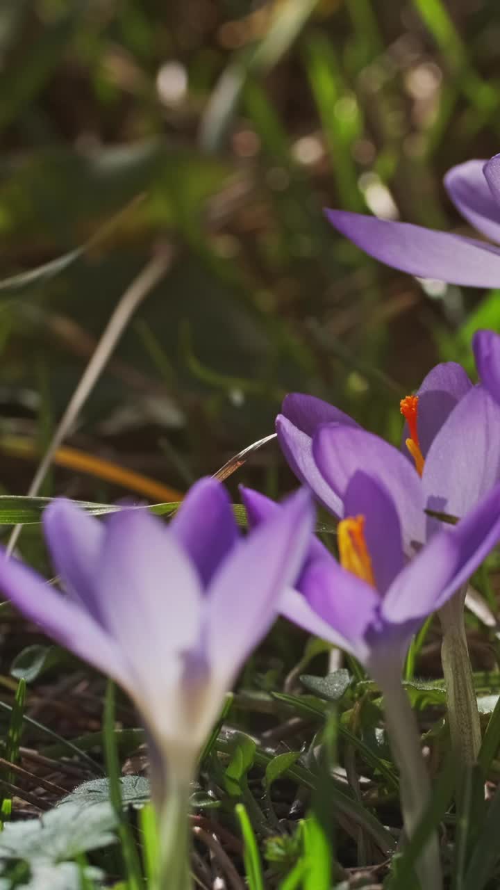 春花开花的番红花视频素材