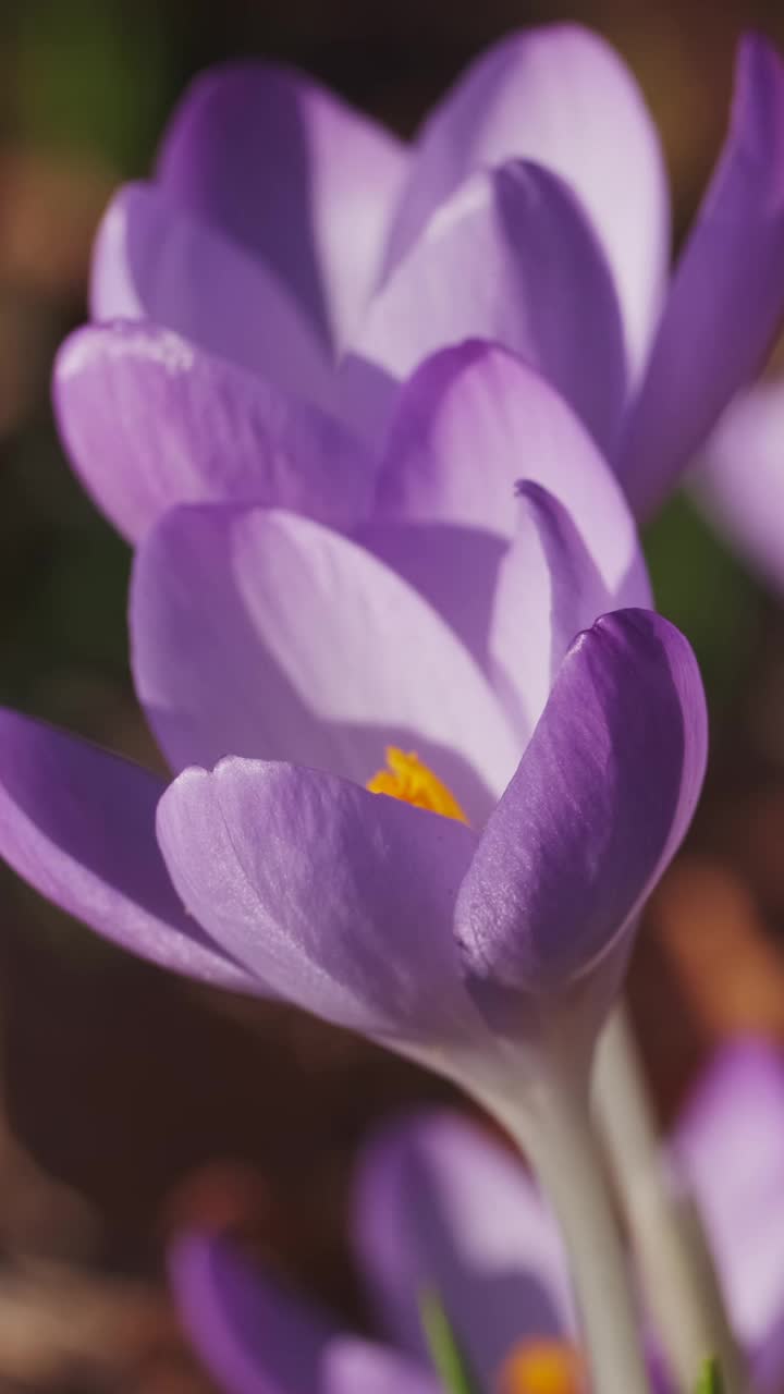 藏红花春天开花视频素材