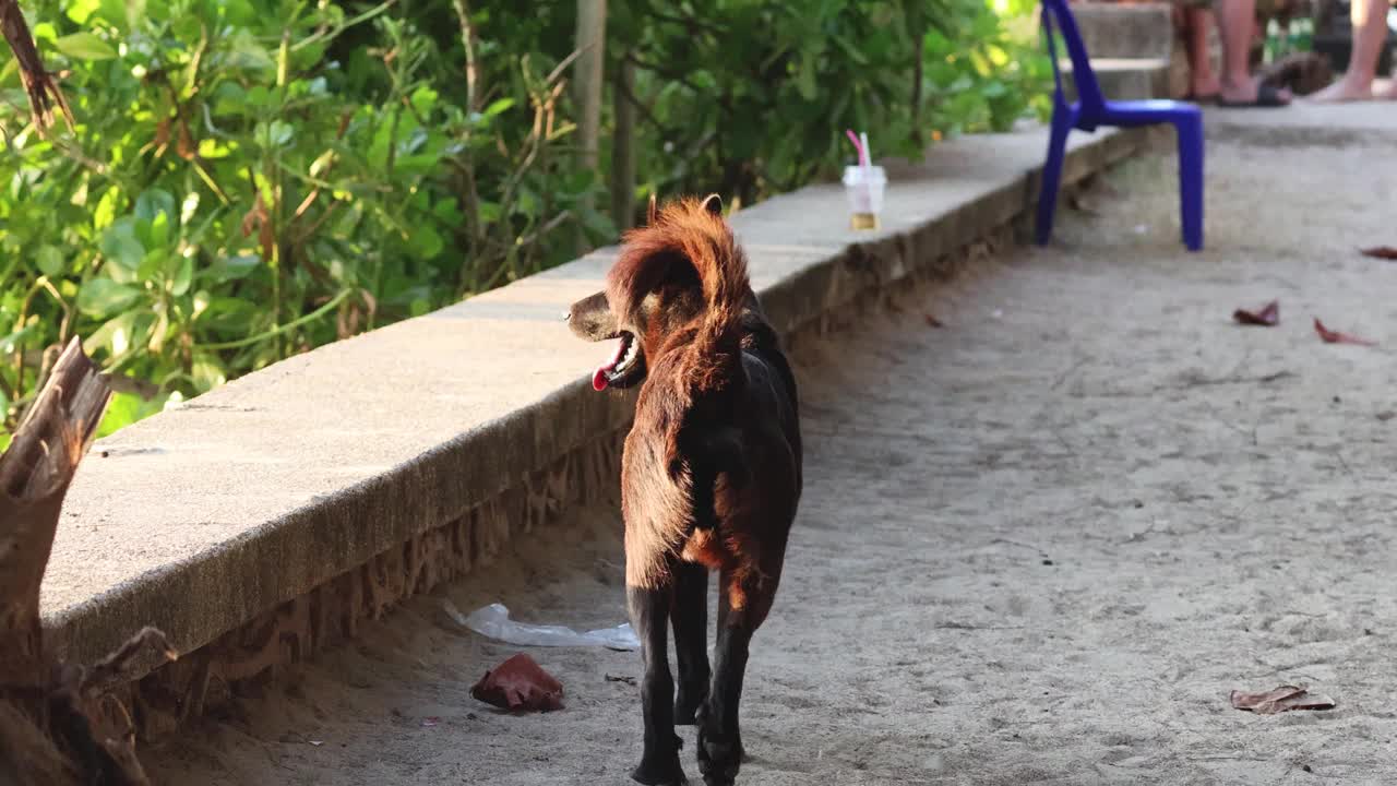 狗狗欢快地奔向镜头视频素材