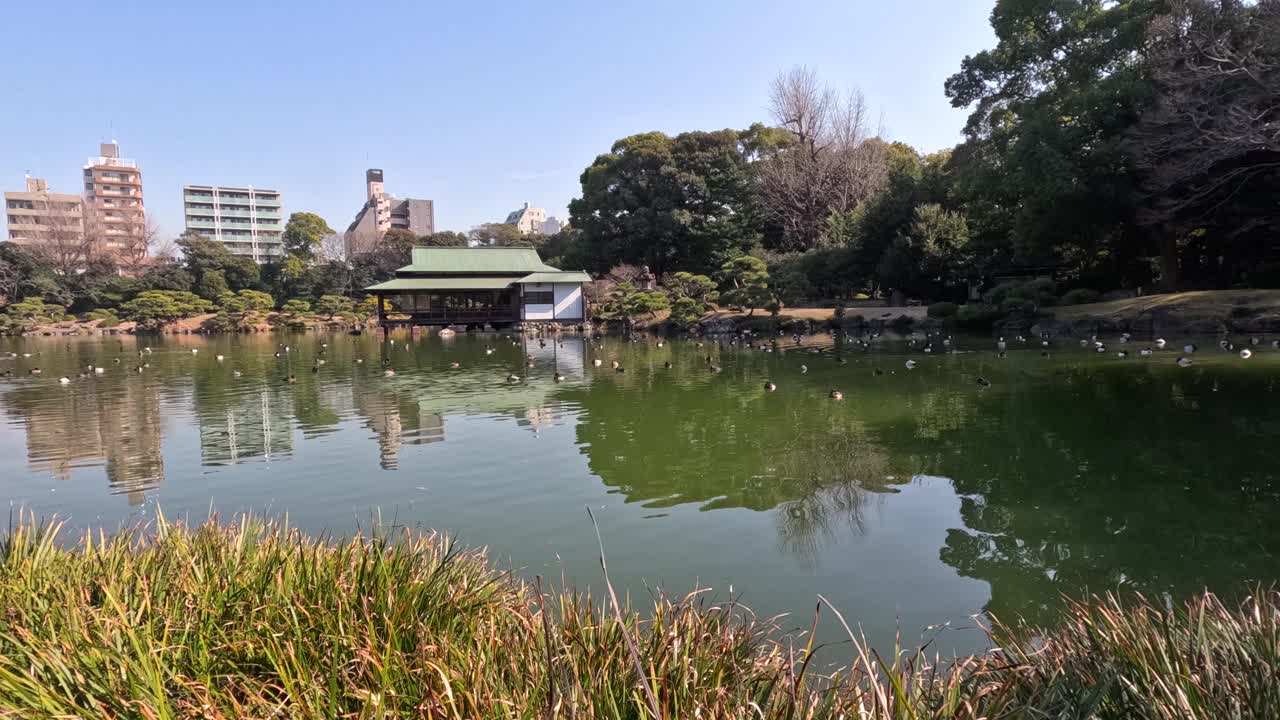 宁静的池塘在城市公园设置视频素材