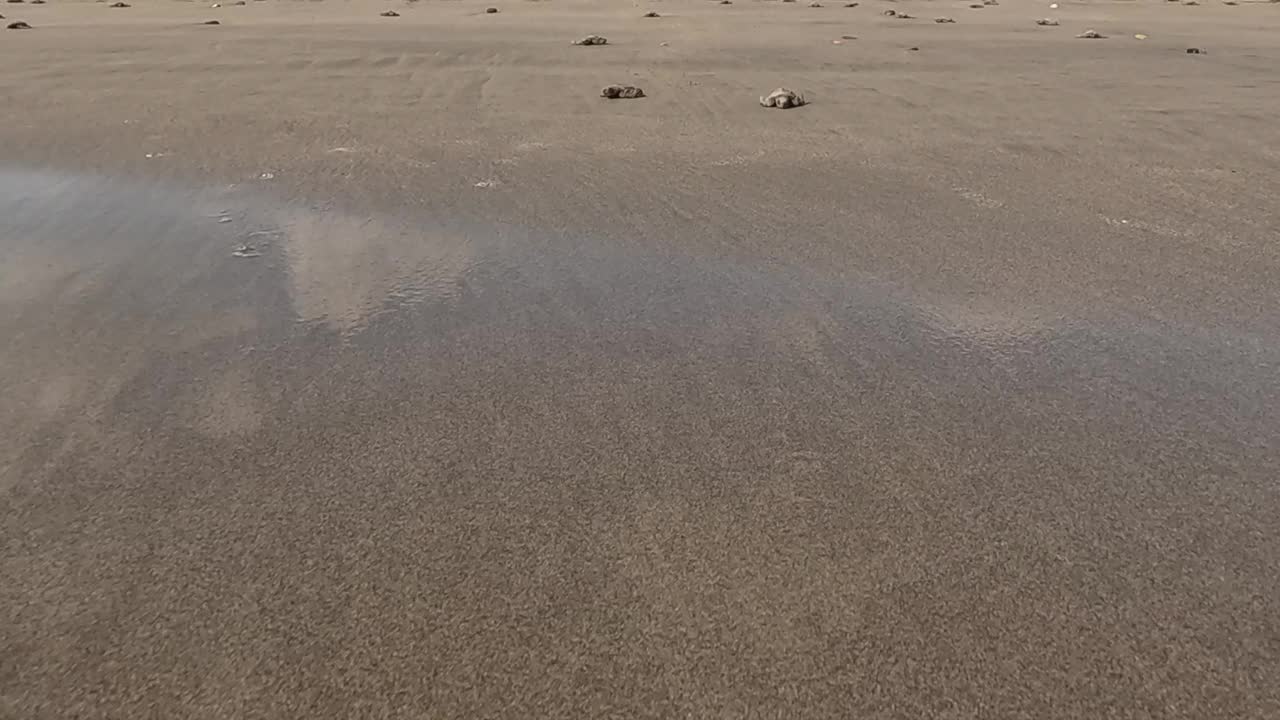 太平洋橄榄龟宝宝在海滩上爬向开阔的水域视频下载