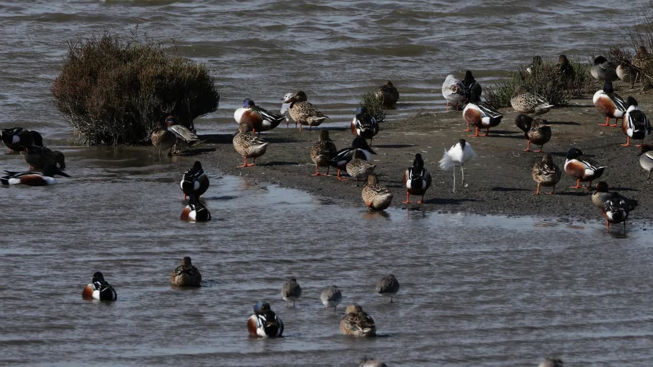 法国卡马格河的普通红脚鸭、普通鸭、花斑鸭和北方铲鸭。视频素材