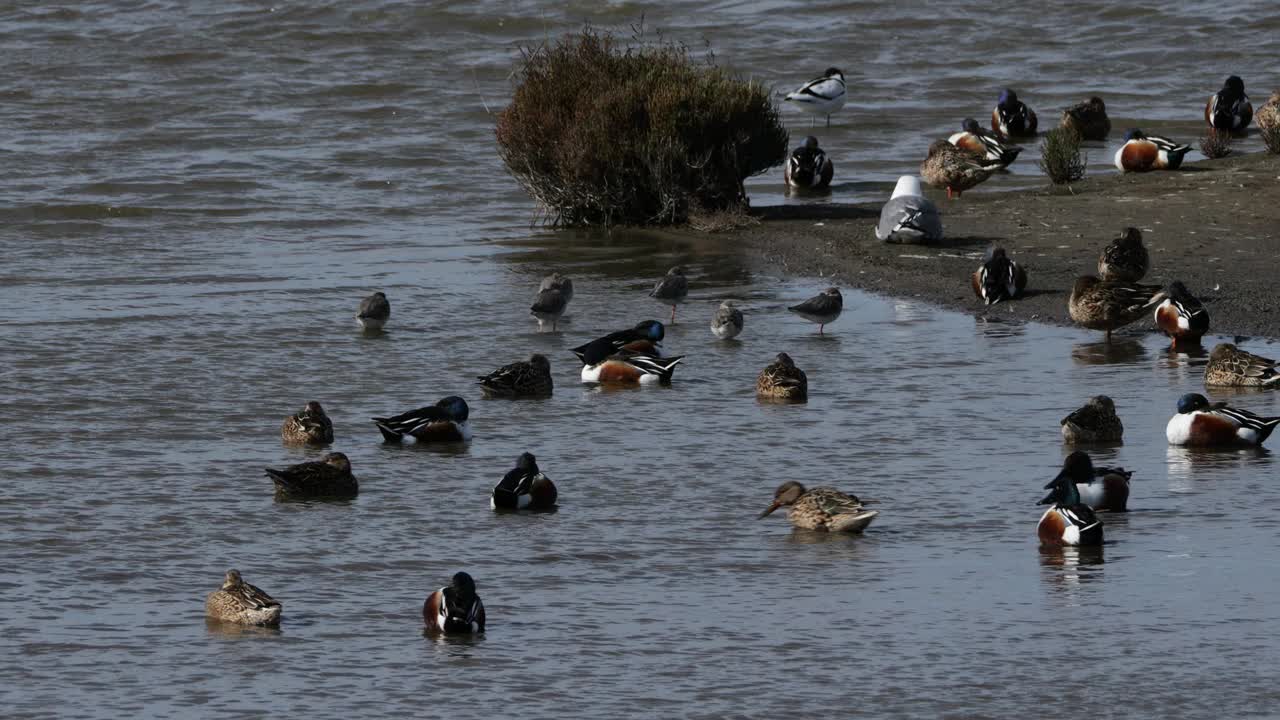 法国卡马格河的普通红脚鸭、普通鸭、花斑鸭和北方铲鸭。视频素材
