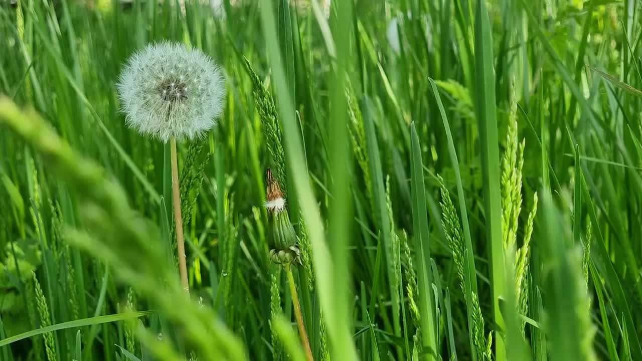 绿草地上，蒲公英的种子落在凋谢的花头上。有选择性的重点。视频素材