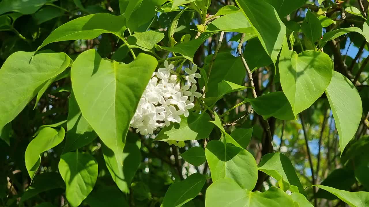 春天，树枝上的白色丁香花视频素材