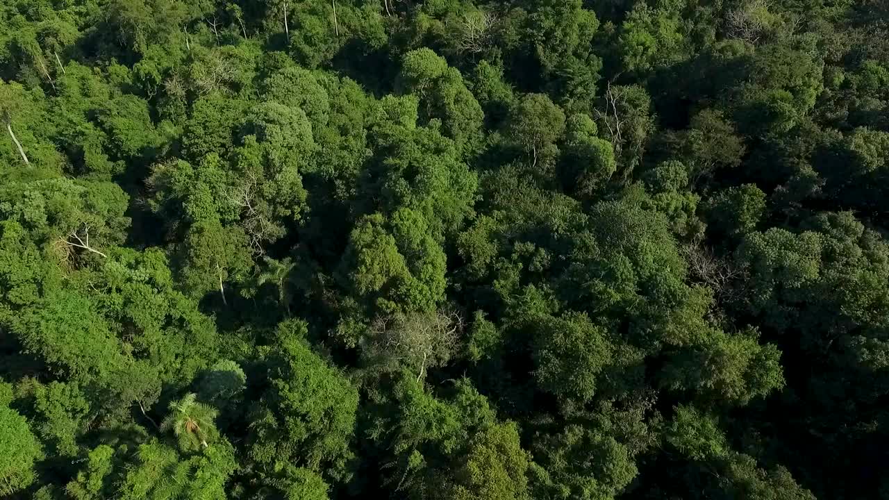 茂密的绿色林冠，阳光透过树木过滤，宁静的自然风光，日光，鸟瞰视频素材