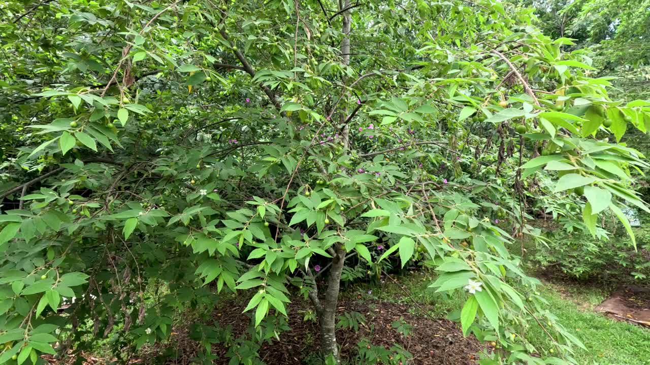 宁静森林小径之旅视频素材