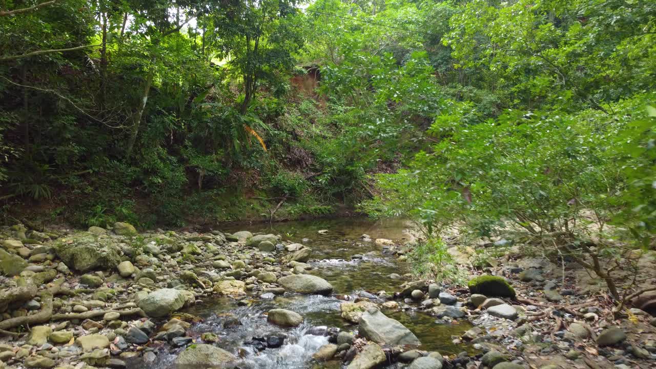 郁郁葱葱的森林里有一条岩石小溪，日光下，自然风光宁静视频素材