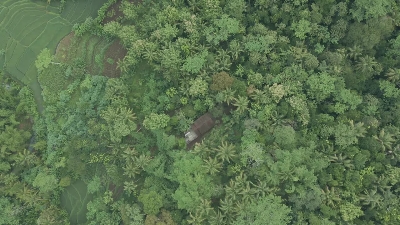 鸟瞰图，茂密的树木的树梢。直接上图。夏季热带森林的绿色景观。视频素材