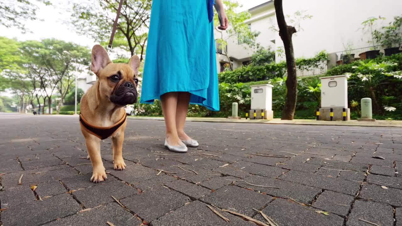 广角略滑稽的年轻法国小狗的肖像，户外视频素材