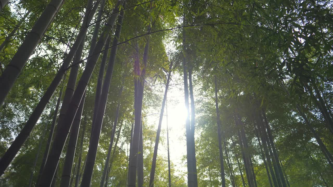 阳光下的京都竹林视频素材