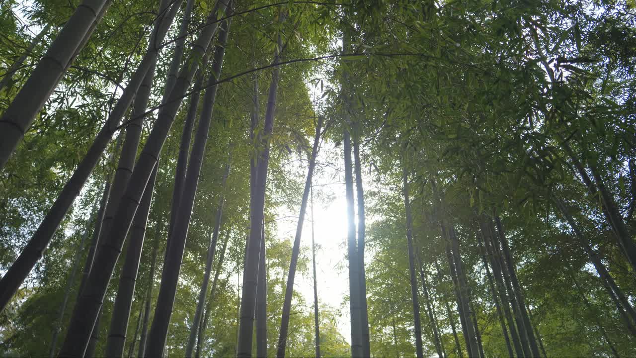 阳光下的京都竹林视频素材