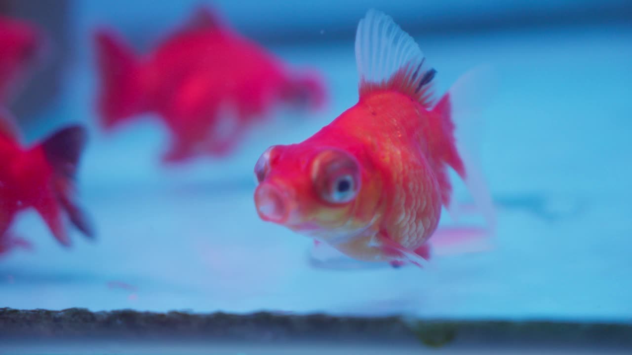 充满活力的龙金金鱼在蓝色的水族馆水中游泳，特写视频素材