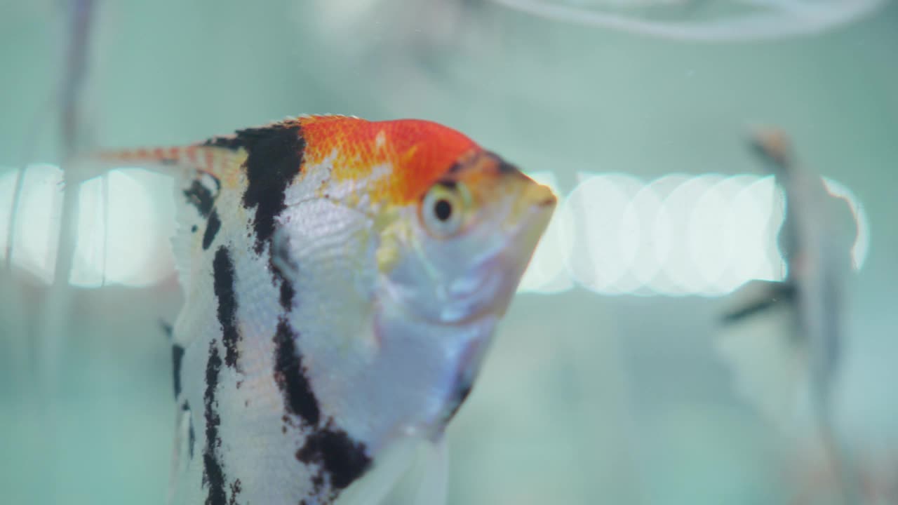 五颜六色的淡水天使鱼在家庭水族馆里游泳，细致的鳍，平静的水下场景视频素材