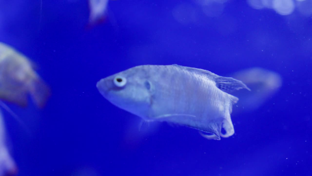 充满活力的叉尾天堂鱼在蓝色的水族馆水中游泳，模糊的运动效果视频素材