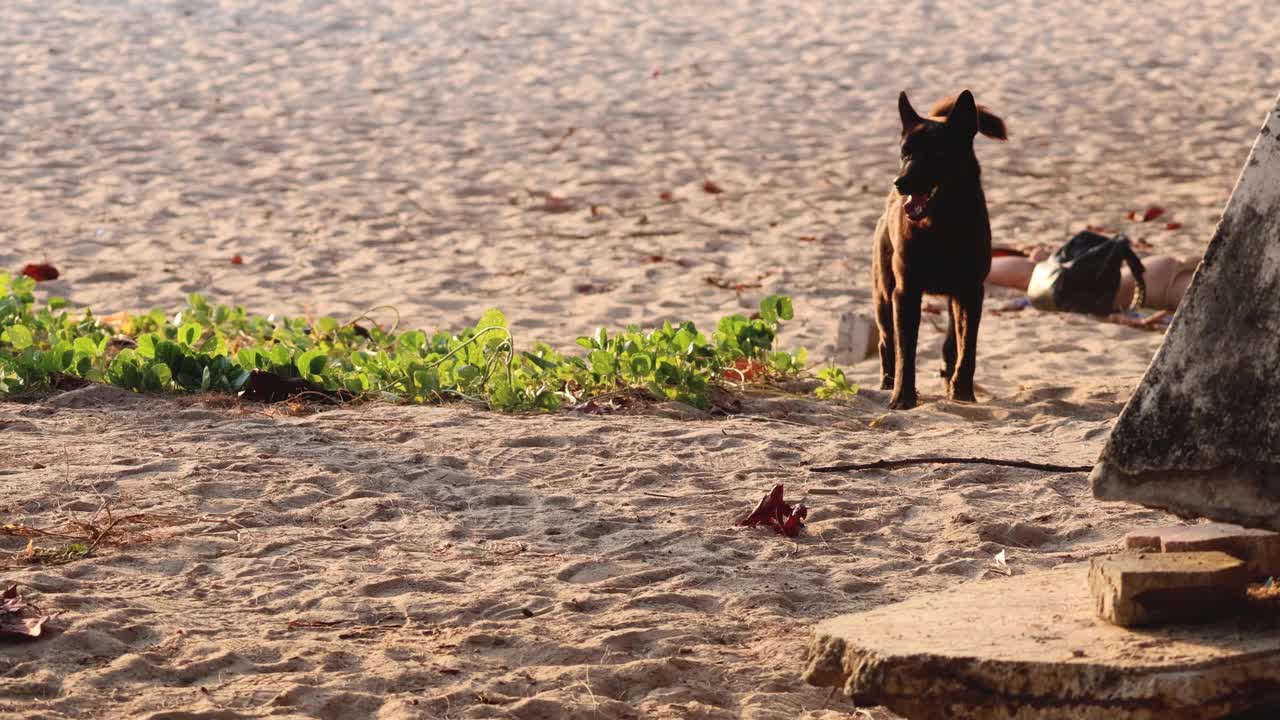 流浪狗在海滩漫步视频素材