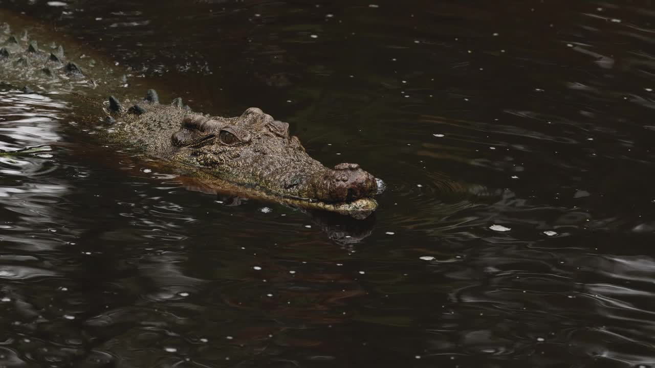 鳄鱼在水中滑行视频素材