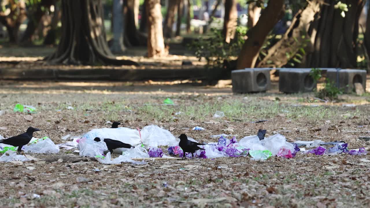 乌鸦在森林空地上觅食视频素材