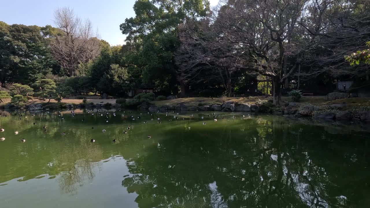 宁静的池塘在城市公园设置视频素材