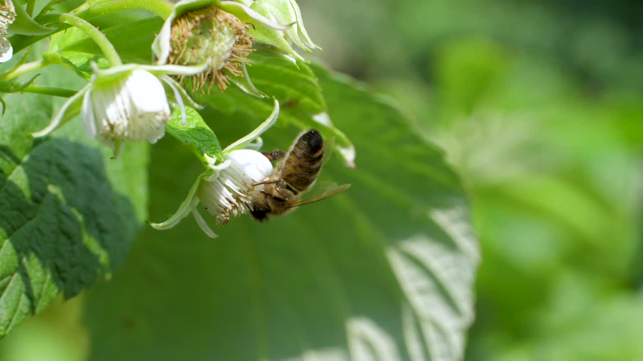 蜜蜂在树莓花上采集花粉和花蜜视频素材