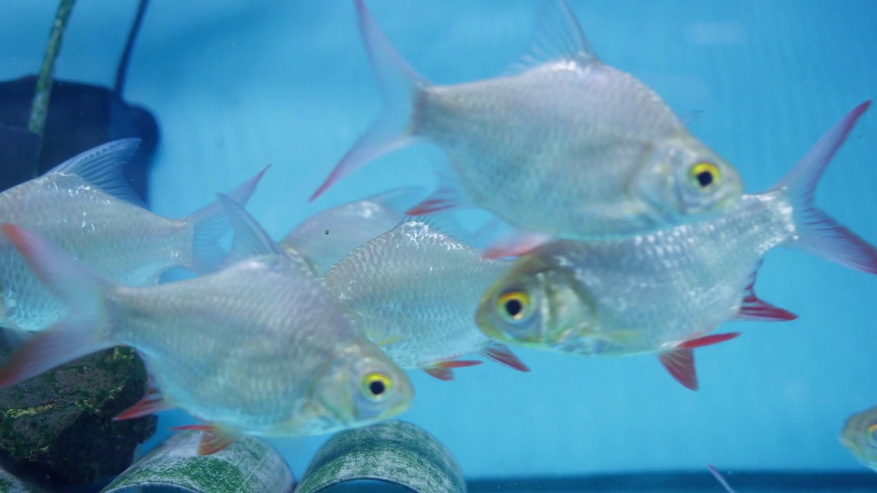 水族缸里的锡纸带刺鱼视频素材