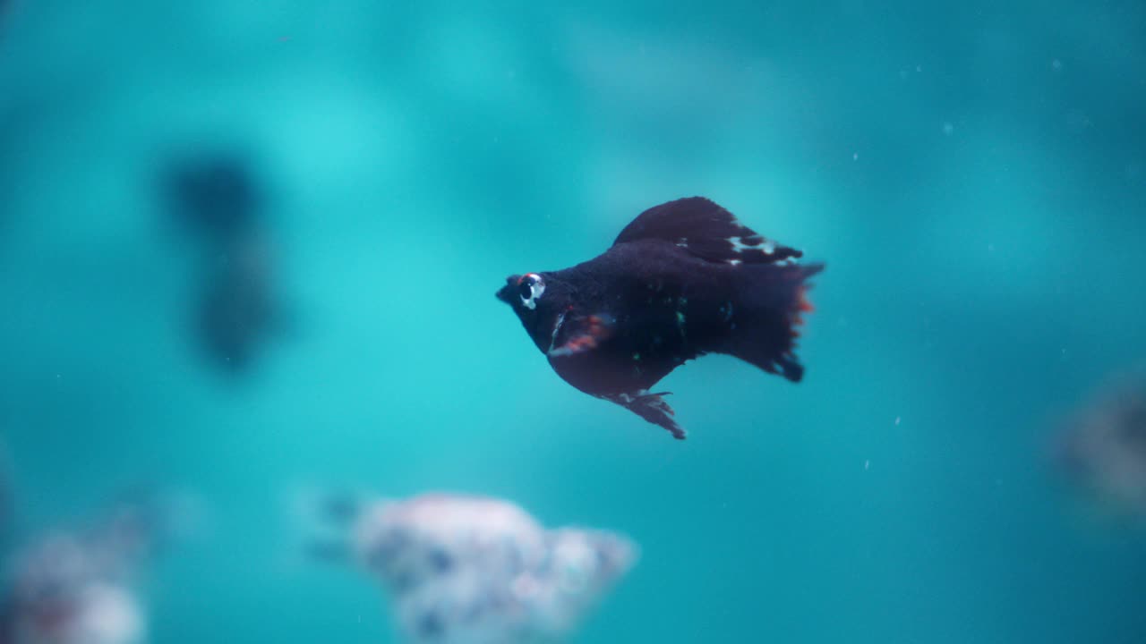 气球莫利鱼在水族馆的水域中平静地滑行视频素材