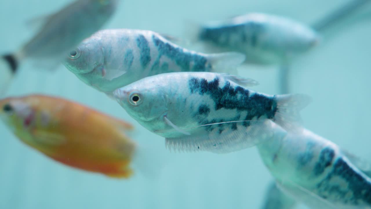 五颜六色的蓝色三斑gourami鱼在淡水水族箱中游泳，近距离拍摄，宁静的水下场景视频素材