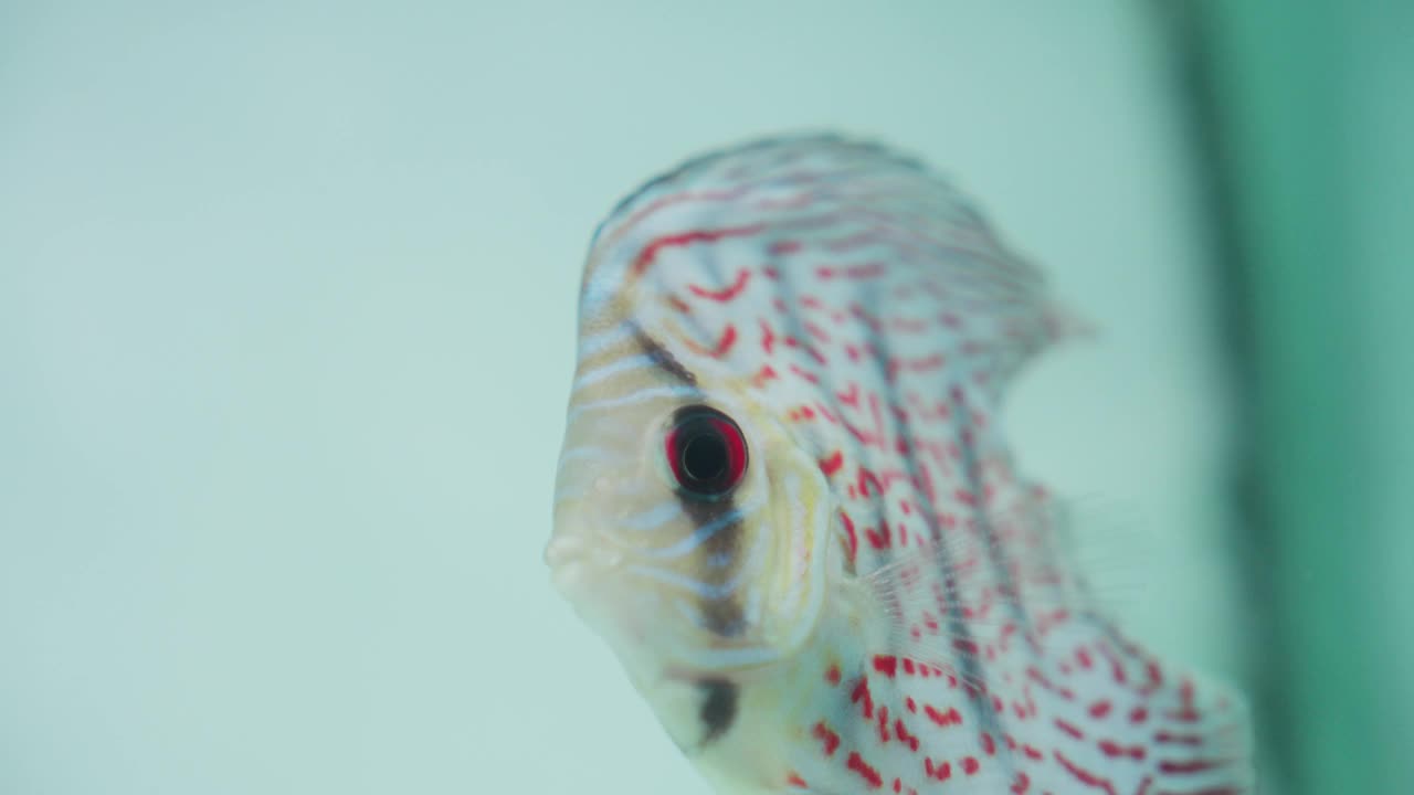 水族馆里一条红色绿松石色的铁饼鱼的特写视频素材