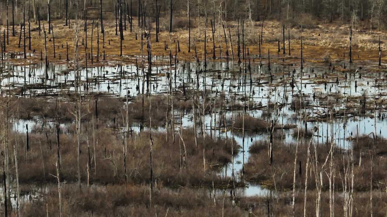 湿地景观在Point Remove野生动物区，布莱克威尔，阿肯色州，宁静和自然视频素材