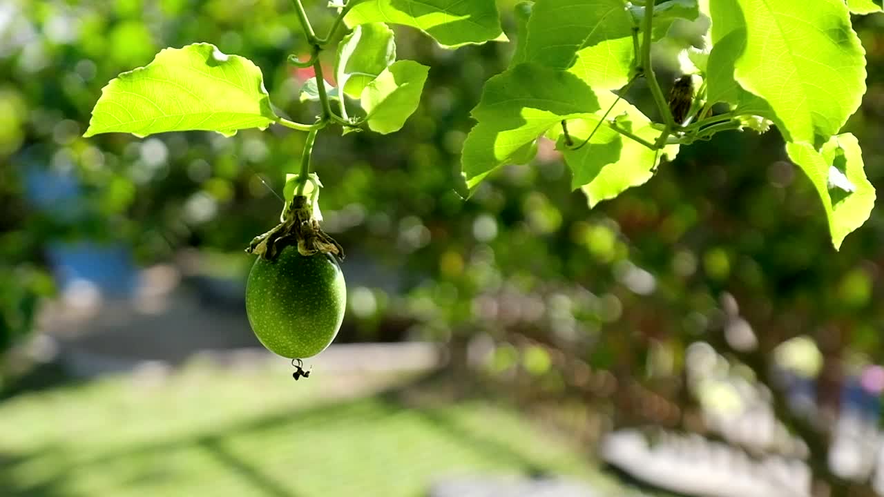 阳光下的百香果视频下载