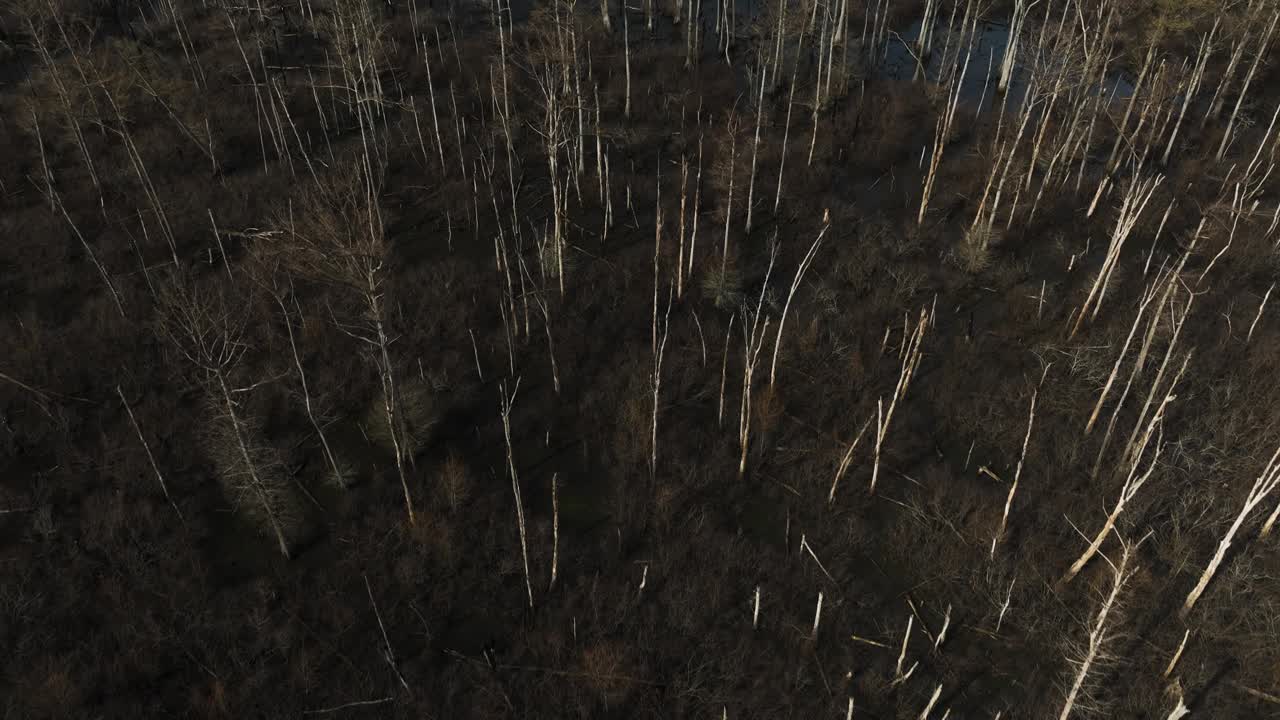 点移除野生动物区，黑井，ar，与光秃秃的树木和水补丁，鸟瞰图视频素材