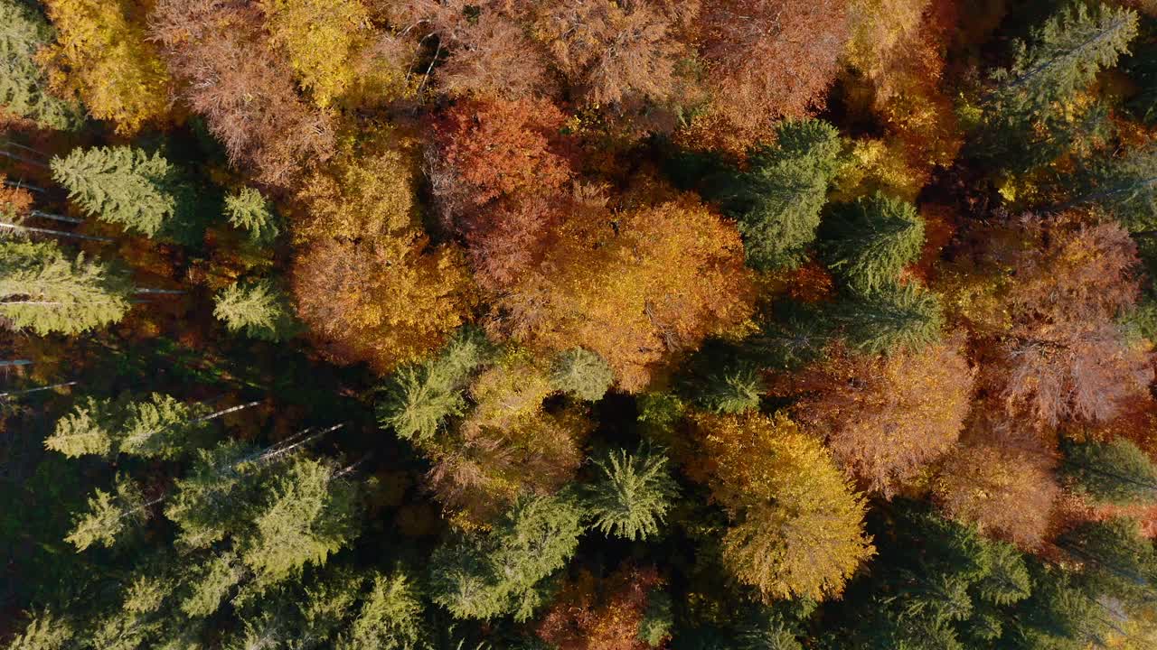 鸟瞰图，罗马尼亚哈吉塔的斯塔纳湖附近五颜六色的秋天树木视频素材