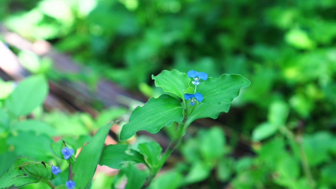 野外的白绒滨草视频素材