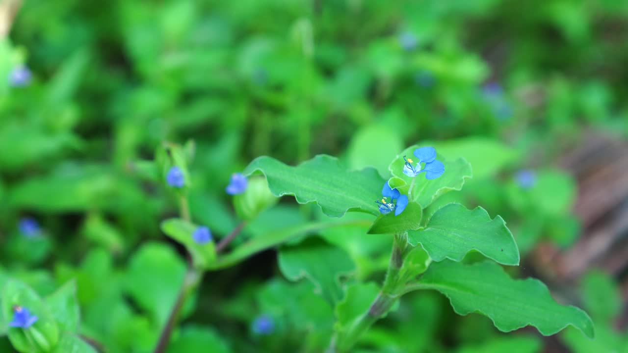 热带蜘蛛草花视频素材