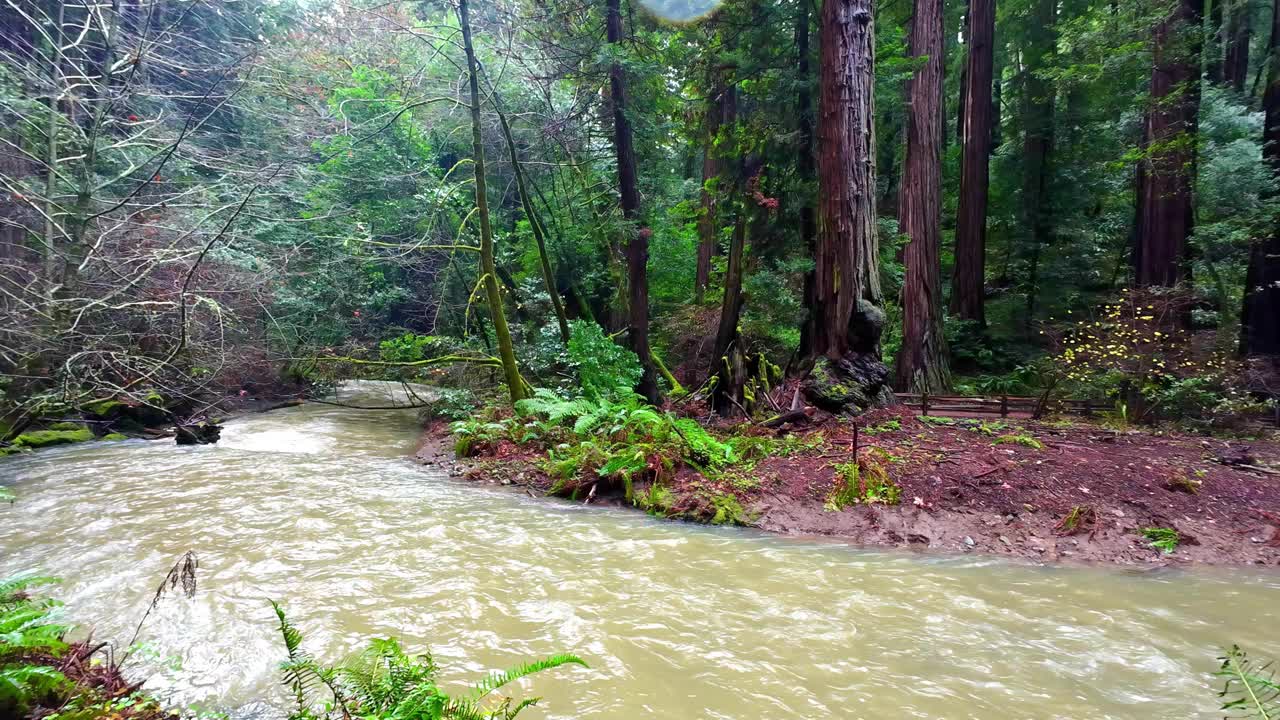 一条被最新降雨染成颜色的河流流经缪尔森林国家公园。视频素材