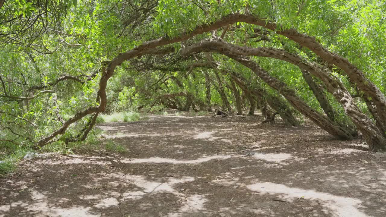 多利拍摄的神秘森林的拱形树在阳光下视频素材