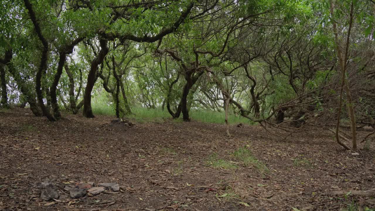 多莉旋转拍摄的一个神秘的森林在日光视频素材