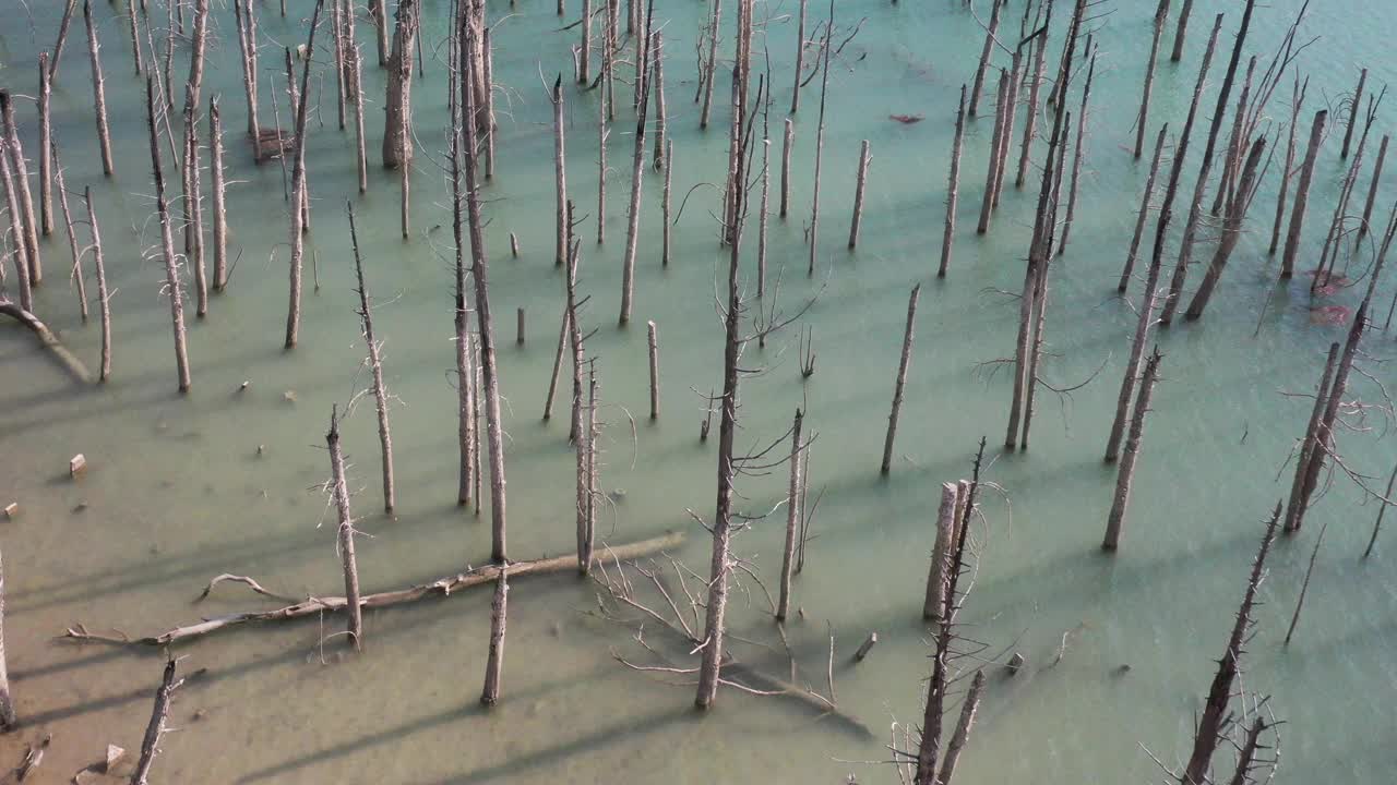 气候变化干旱景象枯树视频素材