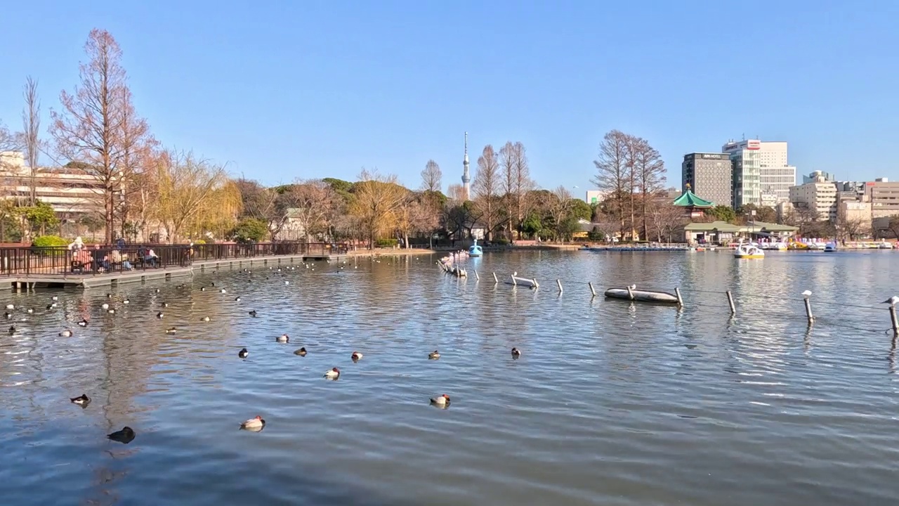 宁静的湖泊与城市背景视频素材