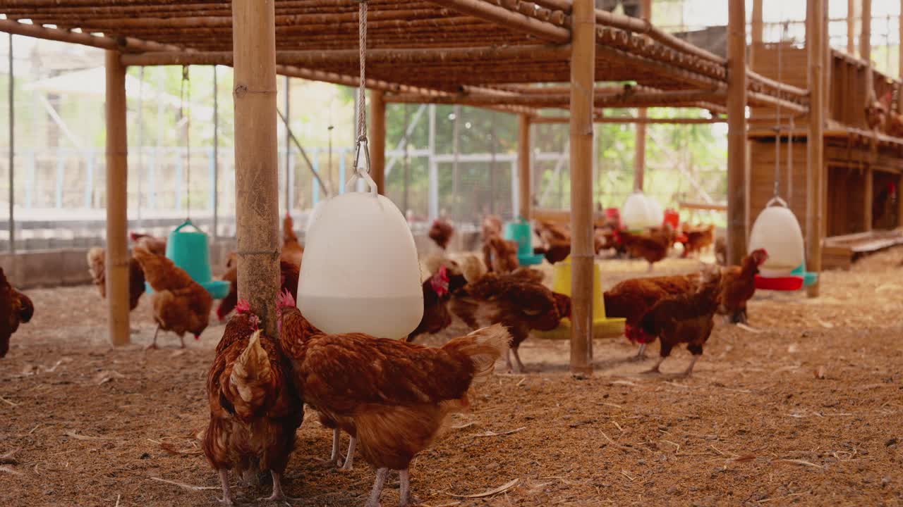 鸡蛋鸡场，鸡群在家禽养殖场。现代畜牧业和农业视频素材